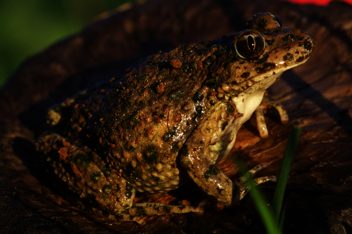 Lusitanian Parsley Frog