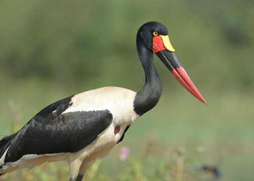 Saddle-billed Stork