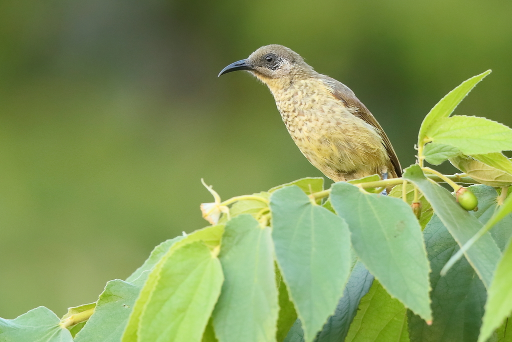 White-tufted Honeyeater (Lichmera squamata) photo