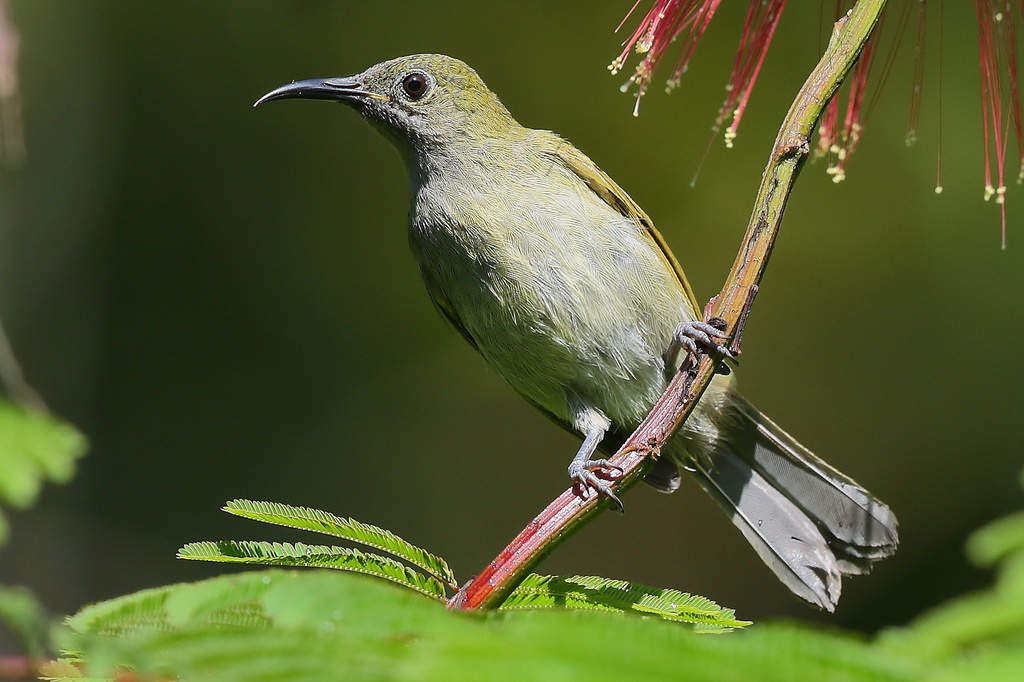 Sunda Honeyeater (Lichmera lombokia) photo