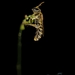 Lipotriches scutellata - Photo (c) Sunil Kumbar, todos os direitos reservados, uploaded by Sunil Kumbar