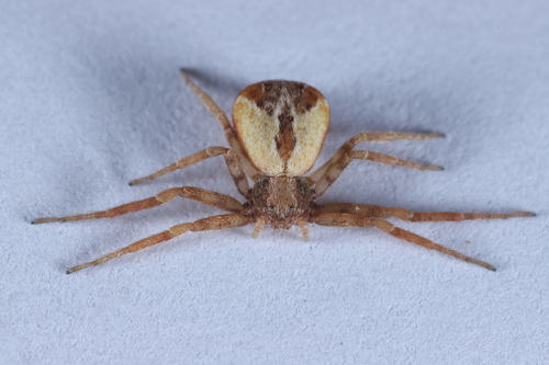 Philodromus rufus nuotrauka