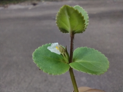 Spreading False Pimpernel