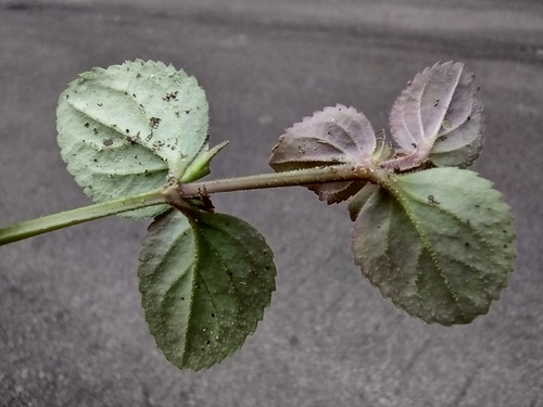 Spreading False Pimpernel