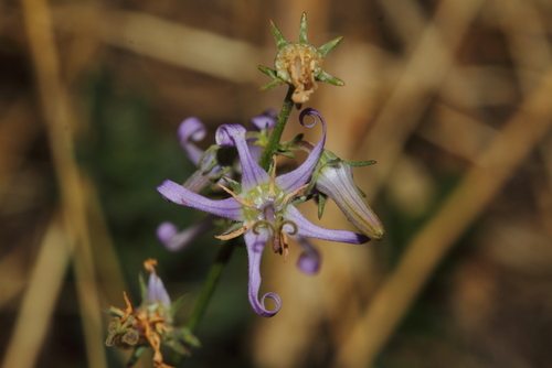 Asyneuma linifolium