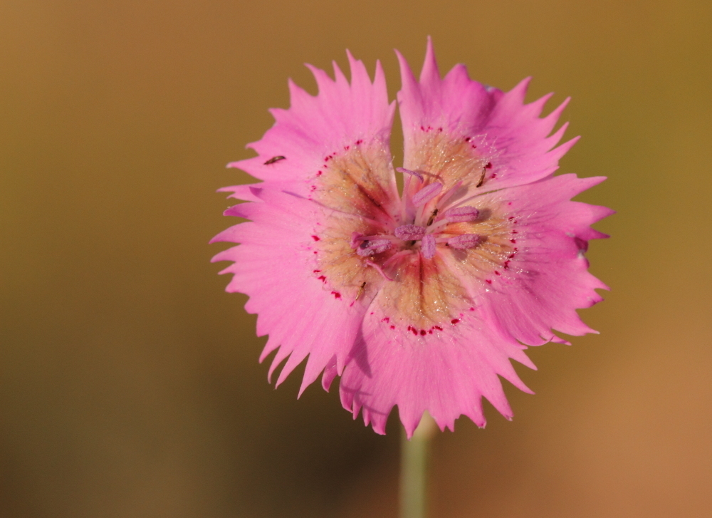 Clavel