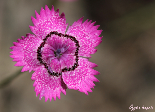 Dianthus zonatus