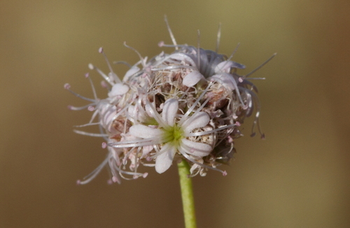 Gypsophila laricina