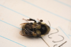 Bombus vancouverensis image