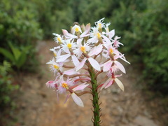 Epidendrum schistochilum image