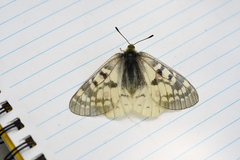 Parnassius clodius image