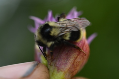 Bombus vancouverensis image