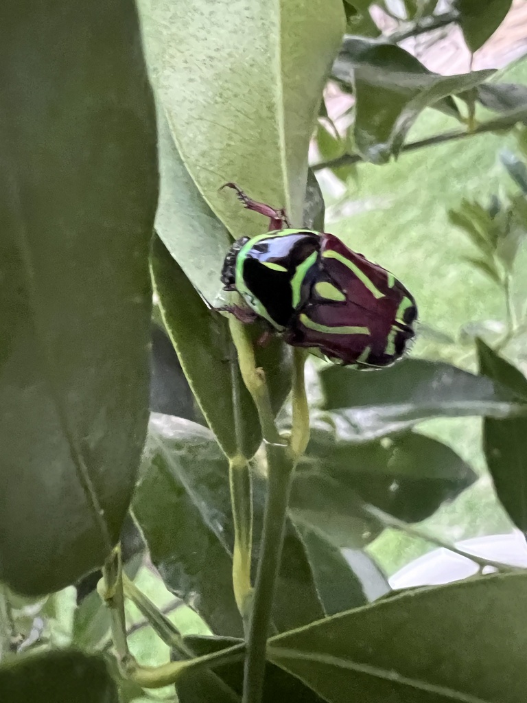 Fiddler Beetle from Windemere Ave, Narangba, QLD, AU on December 17 ...