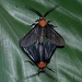 Pseudomya afflicta - Photo (c) Rainer Deo, todos los derechos reservados, subido por Rainer Deo