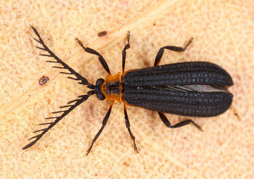 Leptoceletes basalis (LeConte, 1847)