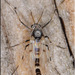 Coelotanypus scapularis - Photo (c) Alain Hogue, todos los derechos reservados, subido por Alain Hogue