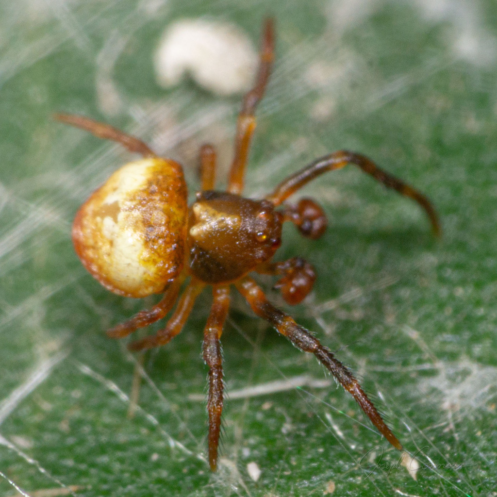 Southern Bolas Spider from Hidalgo, Texas, United States on December 11 ...