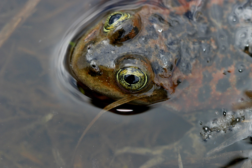 Oregon Spotted Frog