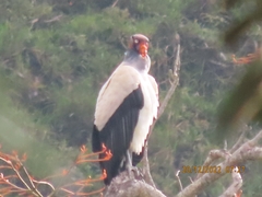 Sarcoramphus papa image