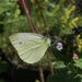 False Cabbage White - Photo (c) Tuğba Can, all rights reserved, uploaded by Tuğba Can