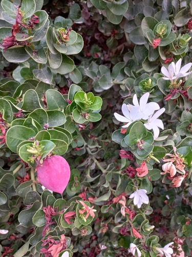 Natal Plum