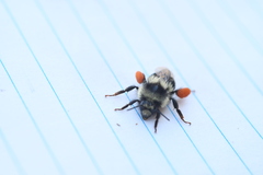 Bombus vancouverensis image