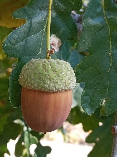 English oak