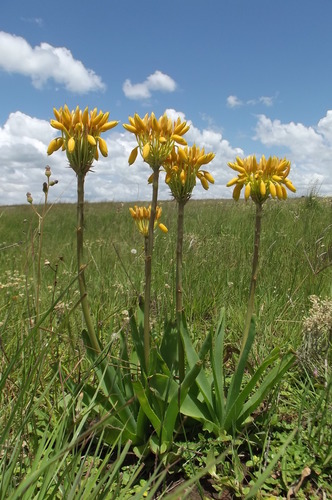 Aloe hlangapies