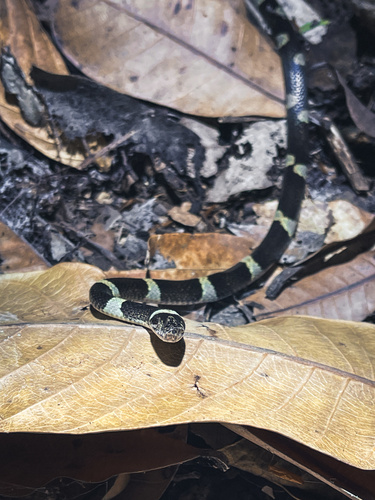 Black-banded Cat-eyed Snake