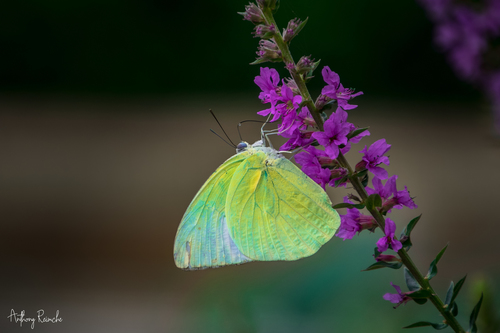 Lemon Migrant