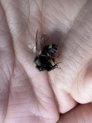 Bombus vancouverensis image