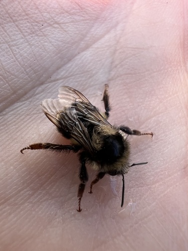 Bombus vancouverensis nearcticus image