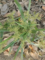 Cyperus odoratus image