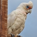 Cacatua tenuirostris × sanguinea - Photo (c) Nick, all rights reserved, uploaded by Nick