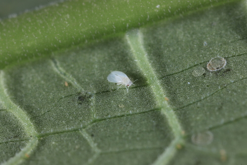 Genus Aleurovitreus · iNaturalist