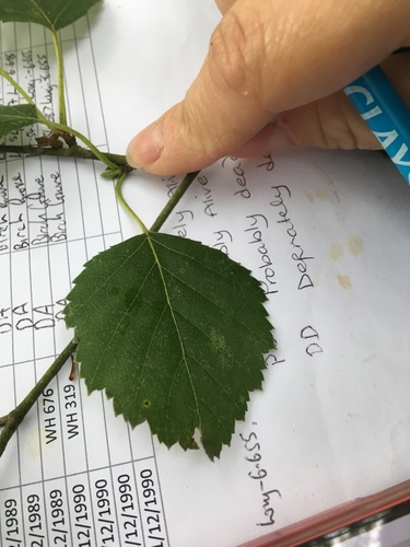 Betula schmidtii
