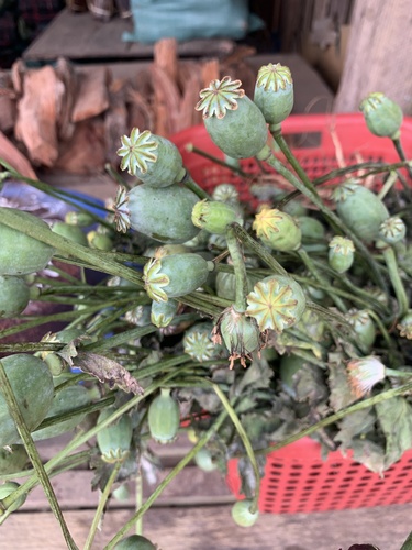 opium poppy