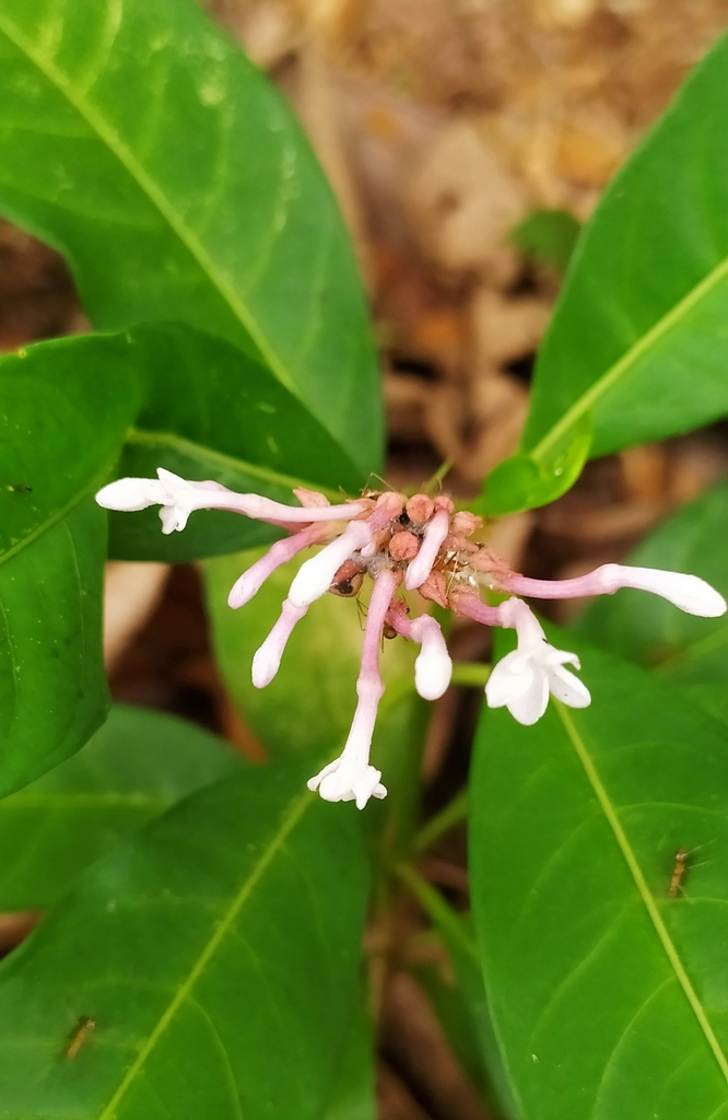 Indian snakeroot from Parassinikadavu on December 14, 2022 at 03:35 PM ...