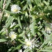 Delosperma herbeum - Photo 由 Jandre Van Zyl 所上傳的 (c) Jandre Van Zyl，保留所有權利