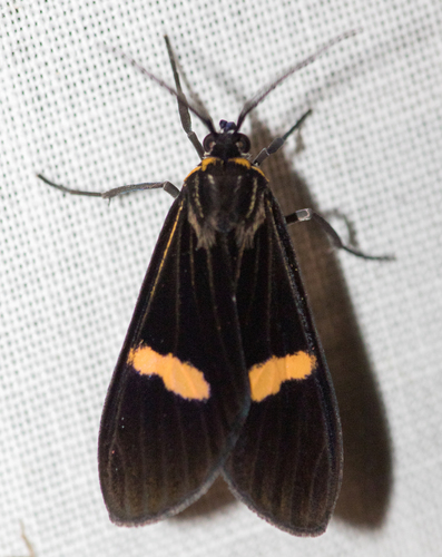 Aclytia pydna