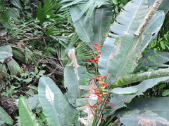 Heliconia latispatha image