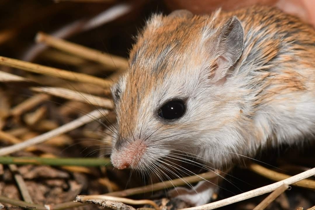 Anderson's Gerbil (Gerbillus andersoni)