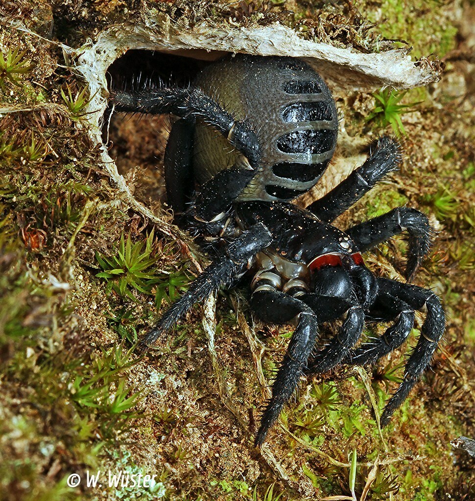 Malayan Black Trapdoor Spider in April 2016 by Wolfgang Wüster ...