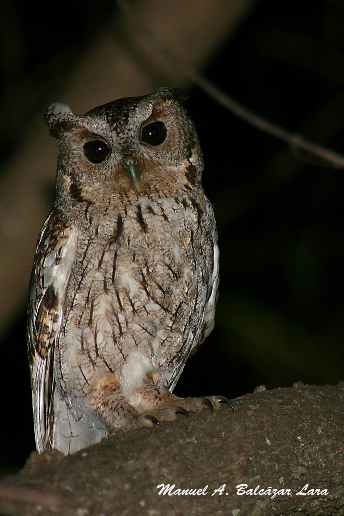 Balsas Screech-Owl (Megascops seductus) photo