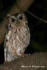 Balsas Screech-Owl - Photo (c) Manuel Balcázar Lara, all rights reserved