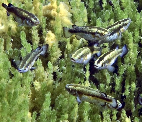 Railroad Valley Springfish