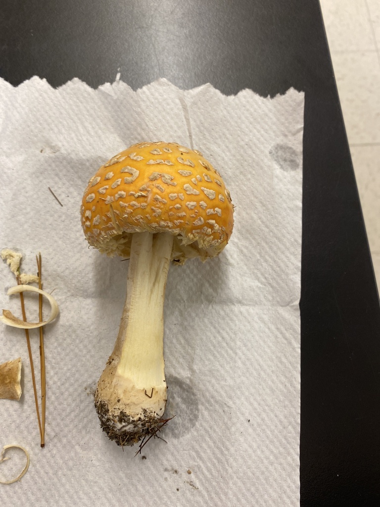 Amanita muscaria<br>19 October, 2024