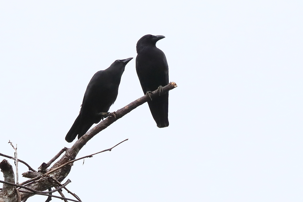 Violet Crow (Corvus violaceus) · iNaturalist