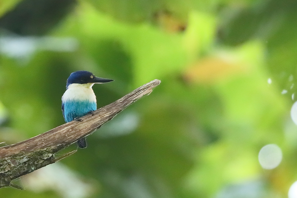 Lazuli Kingfisher photo