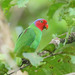Red-cheeked Parrot - Photo (c) Carlos N. G. Bocos, all rights reserved, uploaded by Carlos N. G. Bocos